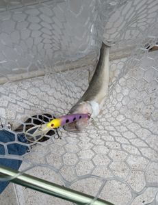 Angler landed a 65-inch fish at Lakeside Marblehead