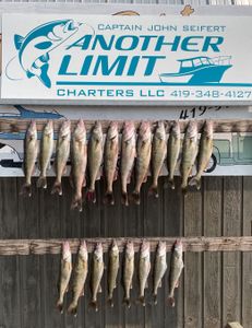20 sauger and walleye fish caught at Lakeside Marblehead
