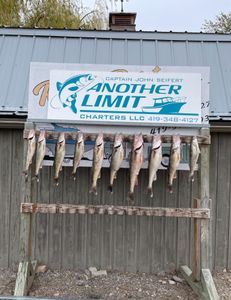 Nine squeteague caught while fishing in OH