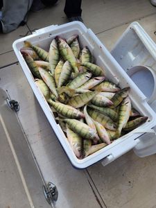 Six fish caught in OH while fishing