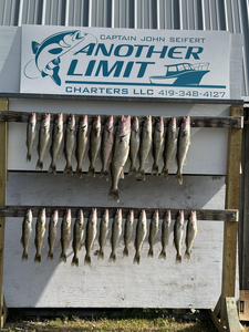 Walleye bonanza! Eleven beauties caught jigging and trolling at Rocky Point.
