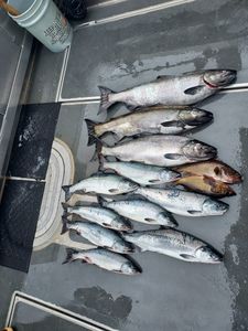 School of 12 colorful Chum, Pink, Coho, and Chinook Salmon swimming in Big Rapids