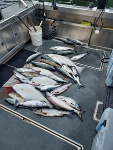 Six pink and chinook salmon caught in MI