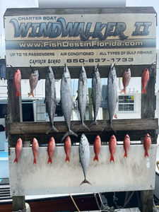 Reeled in a blasted catch of tasty game fish while deep sea fishing in Destin, FL!