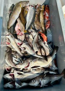 4 fish caught during Essex fishing tours