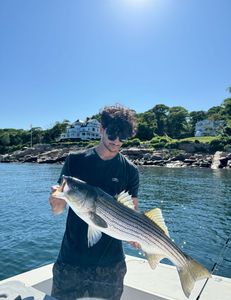 Striped bass caught fishing in MA
