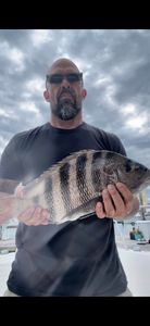 Sheepshead fish caught while fishing in NJ