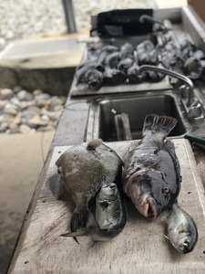 3 nice fish caught while fishing in NJ