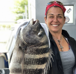 Sheepshead fish caught while fishing in NJ