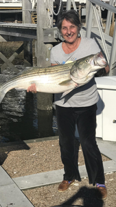 Striped bass caught in Atlantic City