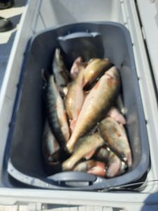 Fish-Species