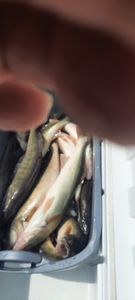 Fish-Species