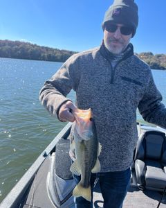 Lake Guntersville Fishing Guides 