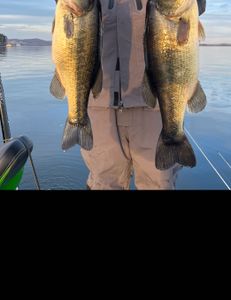 Chasing Guntersville Bass Tales