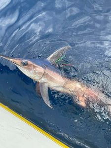Best great fishing in AL