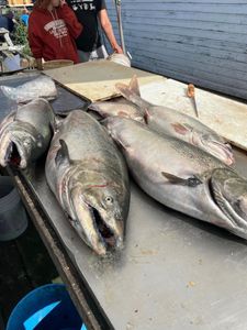 King Salmon Fishing in Lake Ontario