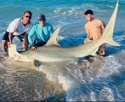 Blacktip shark caught by 3 people fishing in Miami Beach