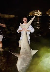 Blacktip Shark caught while fishing in FL