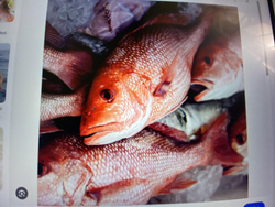 Arizona red snapper success in the cooler!