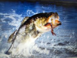 Large bass jumping out of water with fishing lure in mouth in Florida City FL