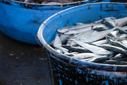Fresh catch fills the basket in Arizona waters.