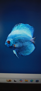 Beautiful blue tropical fish cruising the crystal clear waters - perfect fishing conditions today!