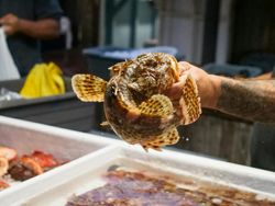 California scorpionfish being held up displaying distinctive fins and markings
