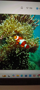 Beautiful clownfish thriving in the Crystal River ecosystem today!