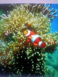 Clownfish swimming among green sea anemone tentacles in coral reef underwater