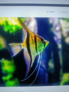 Colorful angelfish swimming in aquarium with green plants and blue background