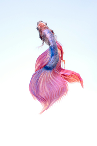 Beautiful betta with stunning pink and blue fins - clear conditions made for great fishing today!