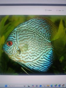 Colorful tropical discus fish with intricate blue and turquoise patterns swimming in aquarium