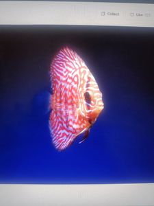 Colorful discus fish swimming in blue aquarium water