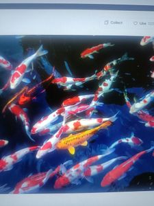 Colorful koi fish swimming in blue water with red, white, and orange patterns
