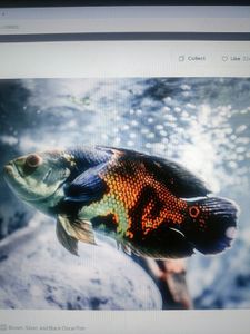 Colorful Oscar fish with orange, black and silver patterns being held above water