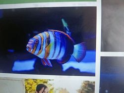 Colorful striped tropical fish swimming in aquarium with blue lighting