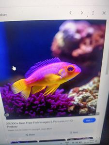 Colorful tropical fish swimming near coral reef in aquarium display
