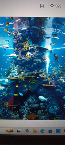 Exciting underwater adventure exploring the best coral reefs. Clear conditions make for perfect visibility!