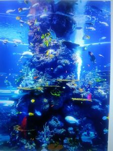 Vibrant underwater coral reef scene with colorful tropical fish swimming around coral formations in clear blue water