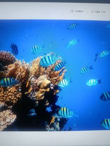 Vibrant coral reef with colorful tropical fish swimming in clear blue water