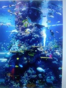 Underwater view of coral reef with colorful tropical fish swimming around rock formations