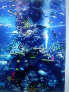 Underwater coral reef ecosystem with colorful tropical fish swimming around coral formations in clear blue water