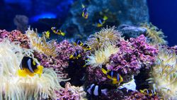 Underwater coral reef scene with colorful anemones and tropical fish swimming among purple corals