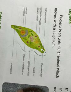 Detailed diagram of Euglena unicellular organism showing flagellum and internal structures
