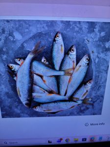 Fresh caught fish arranged in blue container in Florida City FL