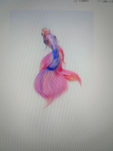 Colorful goldfish with flowing fins swimming in water