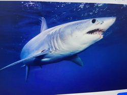 Great White Shark shows off impressive teeth in Arizona waters!