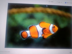 Bright orange and white clownfish swimming in aquarium with green coral background