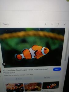 Orange and white clownfish swimming in aquarium with green coral background
