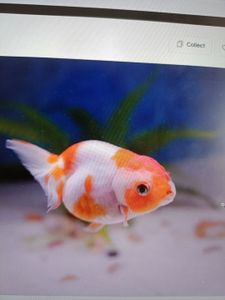 Orange and white goldfish swimming in aquarium with aquatic plants
